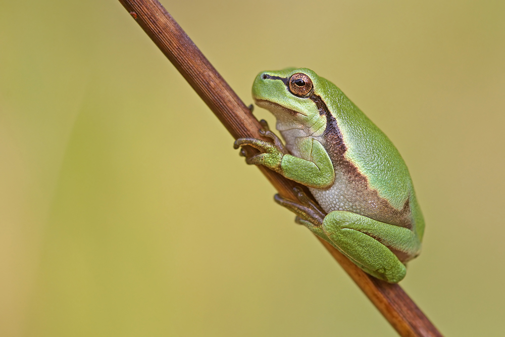 Europäischer Laubfrosch