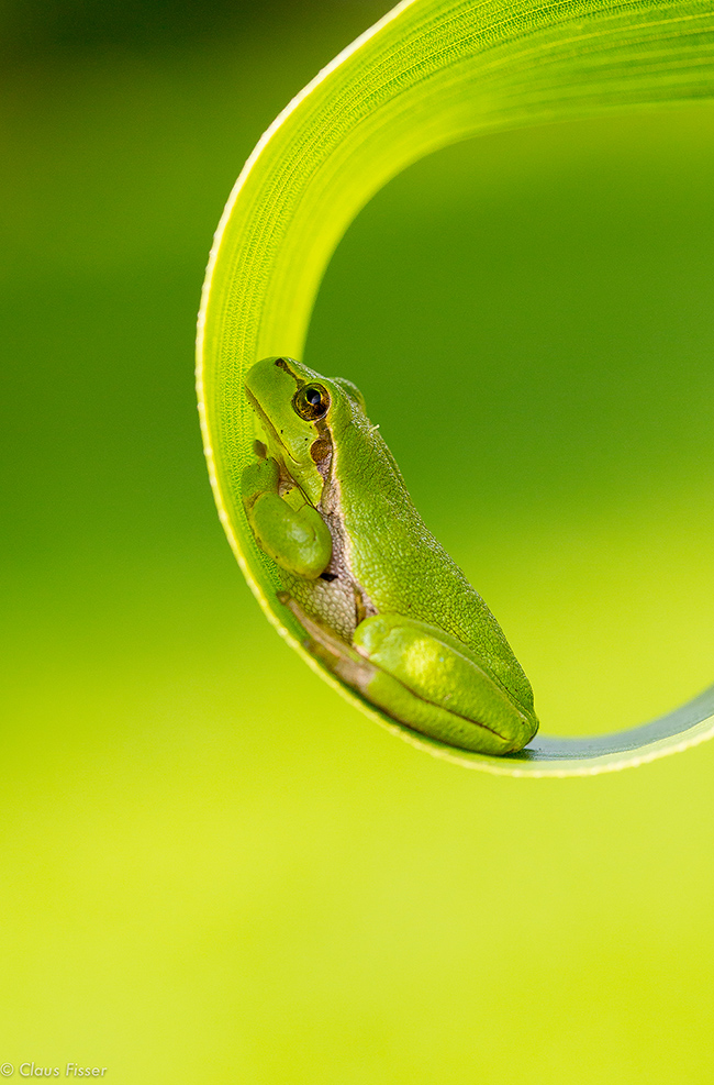 Europäischer Laubfrosch