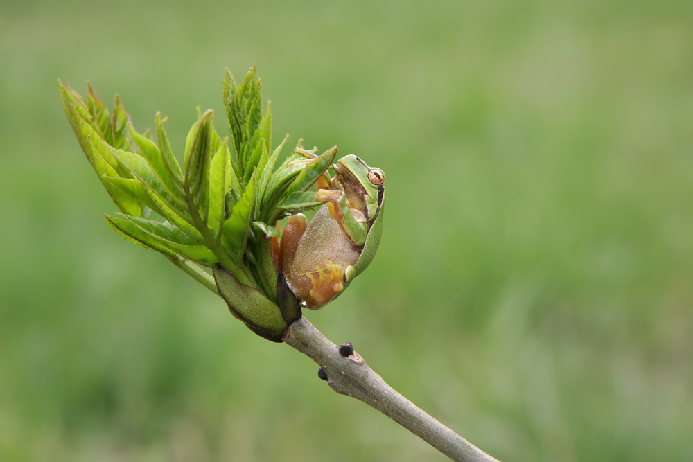 Europäischer Laubfrosch