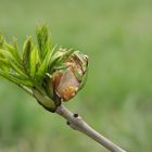 Europäischer Laubfrosch