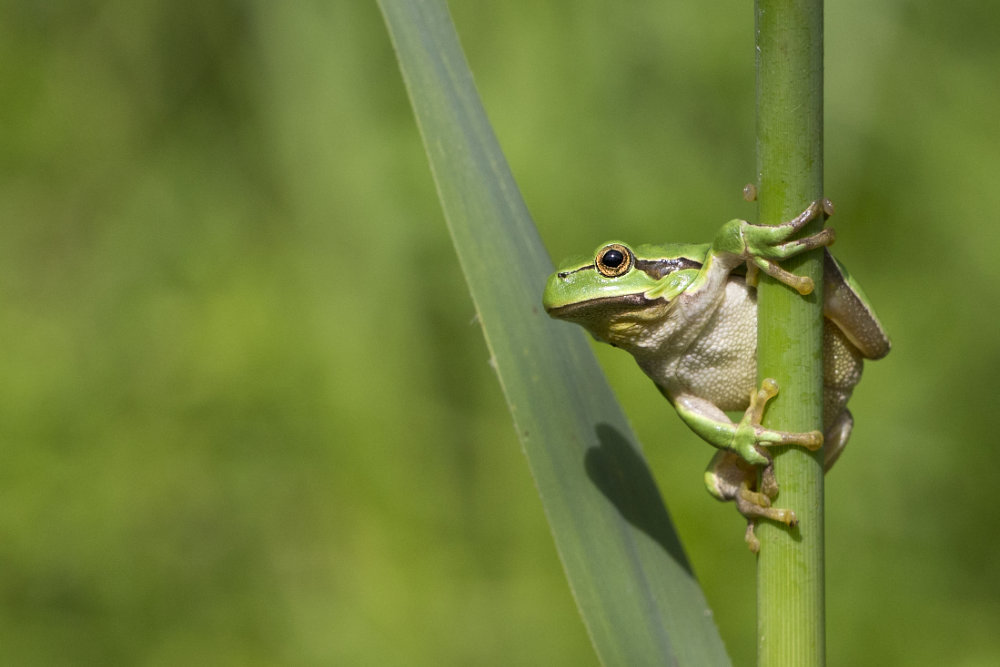 Europäischer Laubfrosch