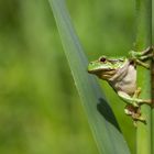 Europäischer Laubfrosch