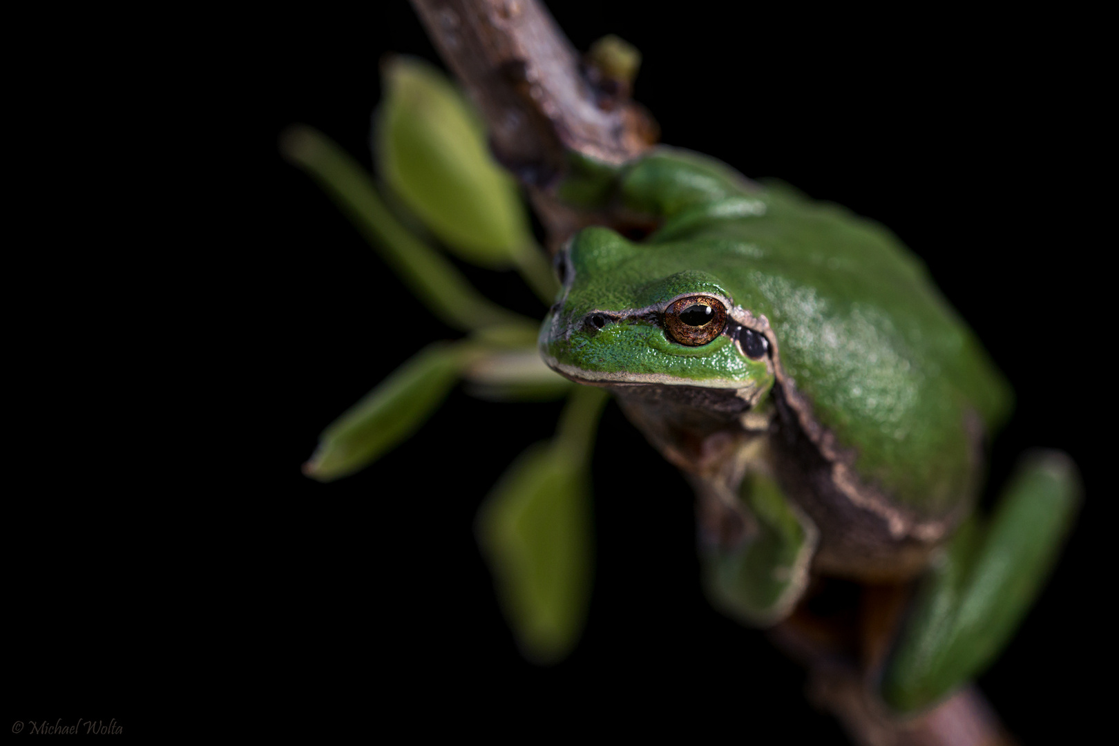 Europäischer Laubfrosch