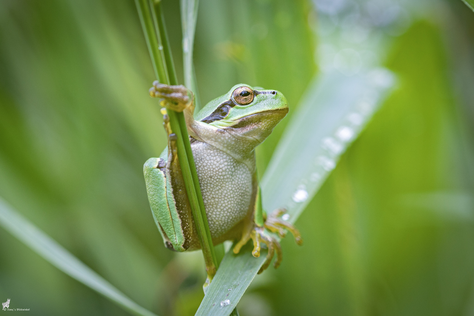 Europäischer Laubfrosch Foto & Bild | grün, natur, insekten Bilder auf fotocommunity