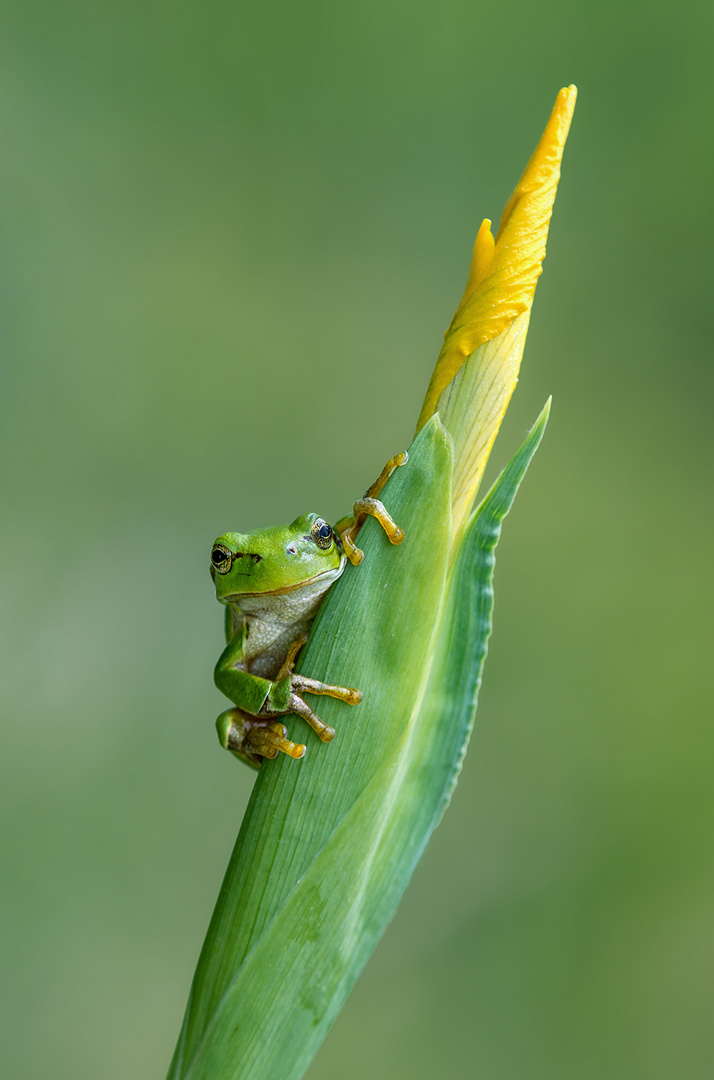 Europäischer Laubfrosch