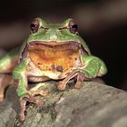 Europäischer Laubfrosch (Hyla arborea)