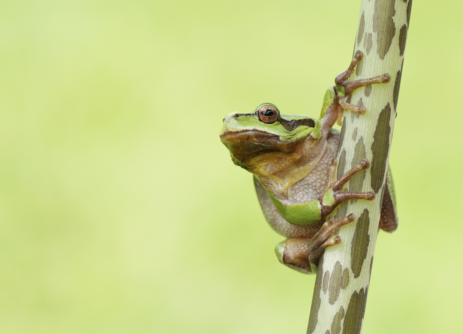 Europäischer Laubfrosch (Hyla arborea)