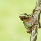 Europäischer Laubfrosch (Hyla arborea)