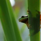 Europäischer Laubfrosch  -  Hyla arborea