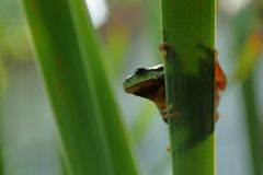 Europäischer Laubfrosch  -  Hyla arborea