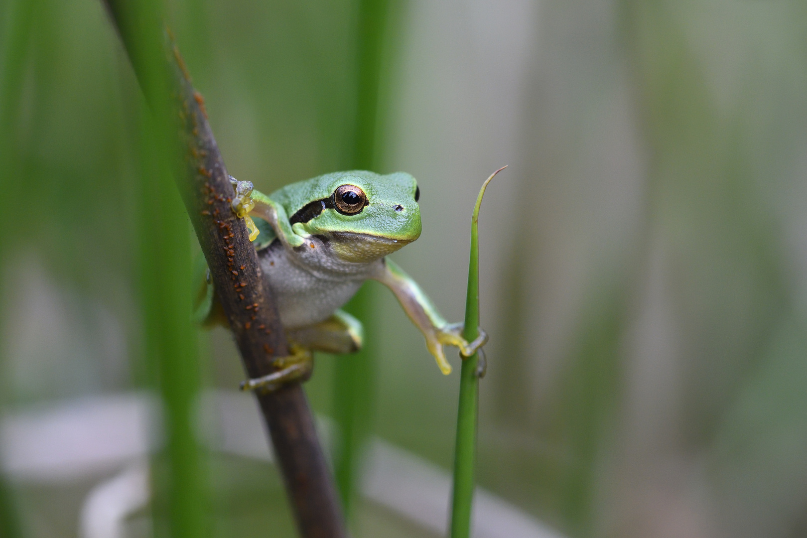 Europäischer Laubfrosch (Hyla arborea)