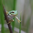 Europäischer Laubfrosch (Hyla arborea)