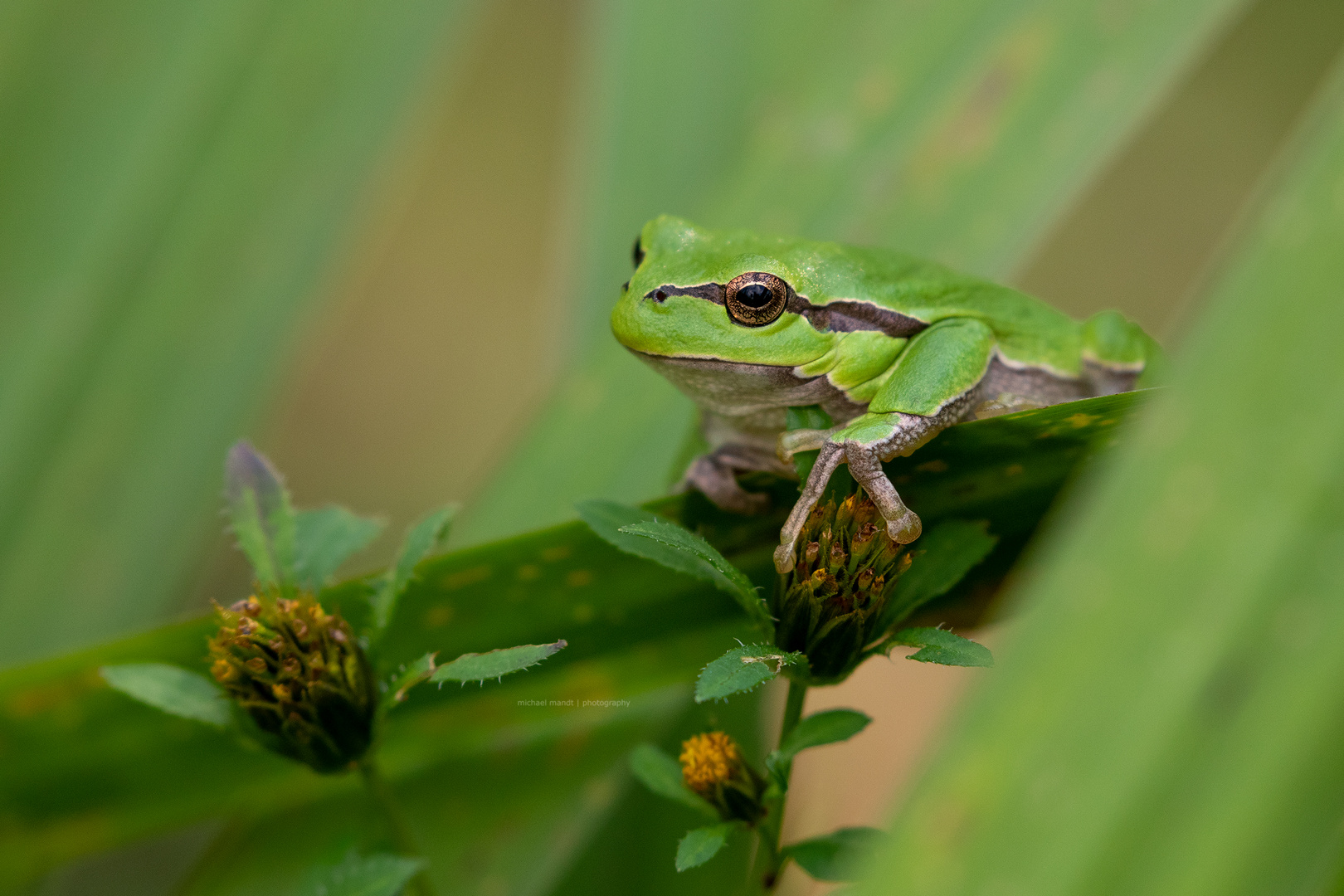 Europäischer Laubfrosch - Hyla arborea