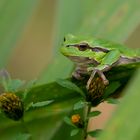 Europäischer Laubfrosch - Hyla arborea