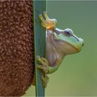 Europäischer Laubfrosch (Hyla arborea)