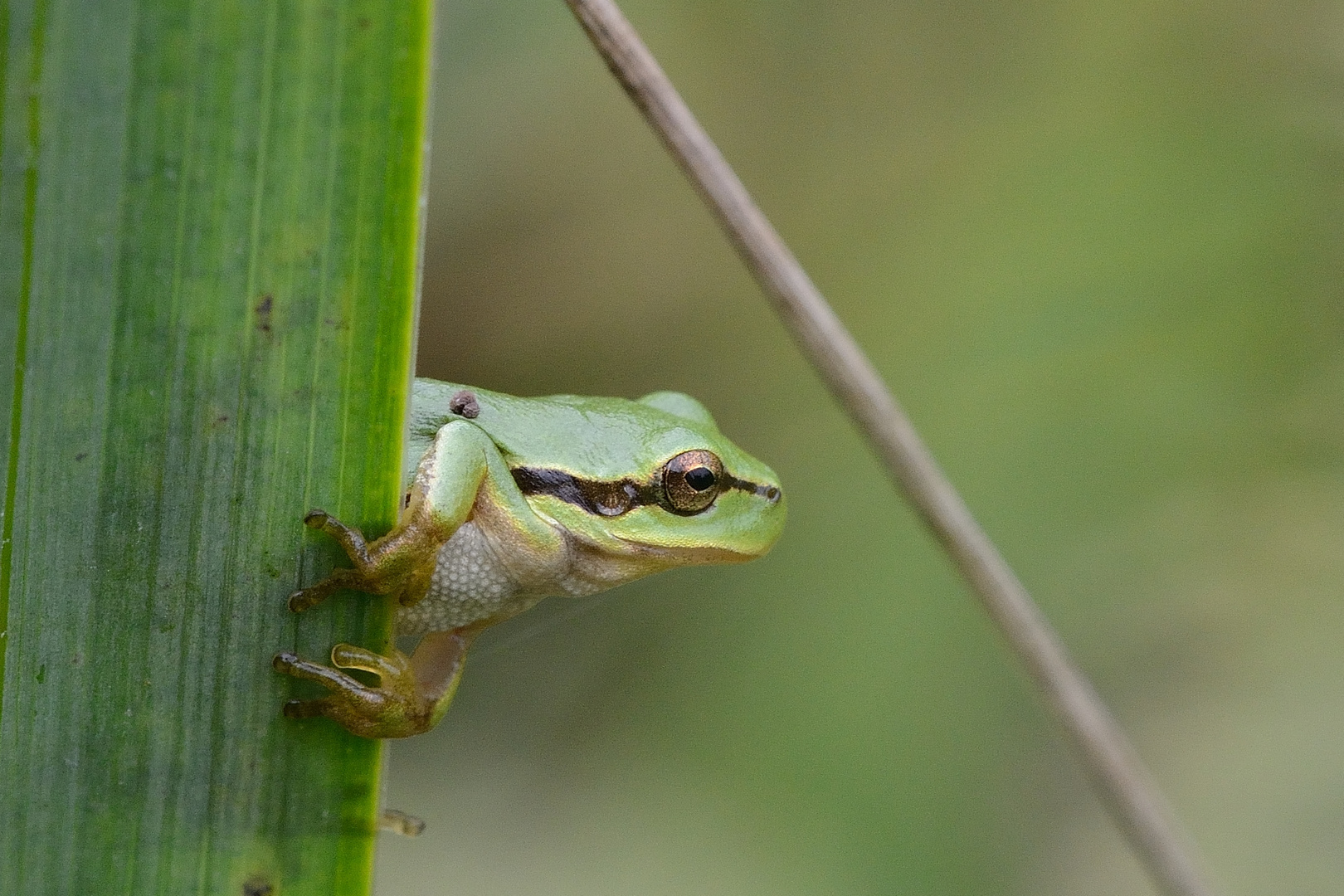 Europäischer Laubfrosch (Hyla arborea)