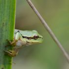 Europäischer Laubfrosch (Hyla arborea)