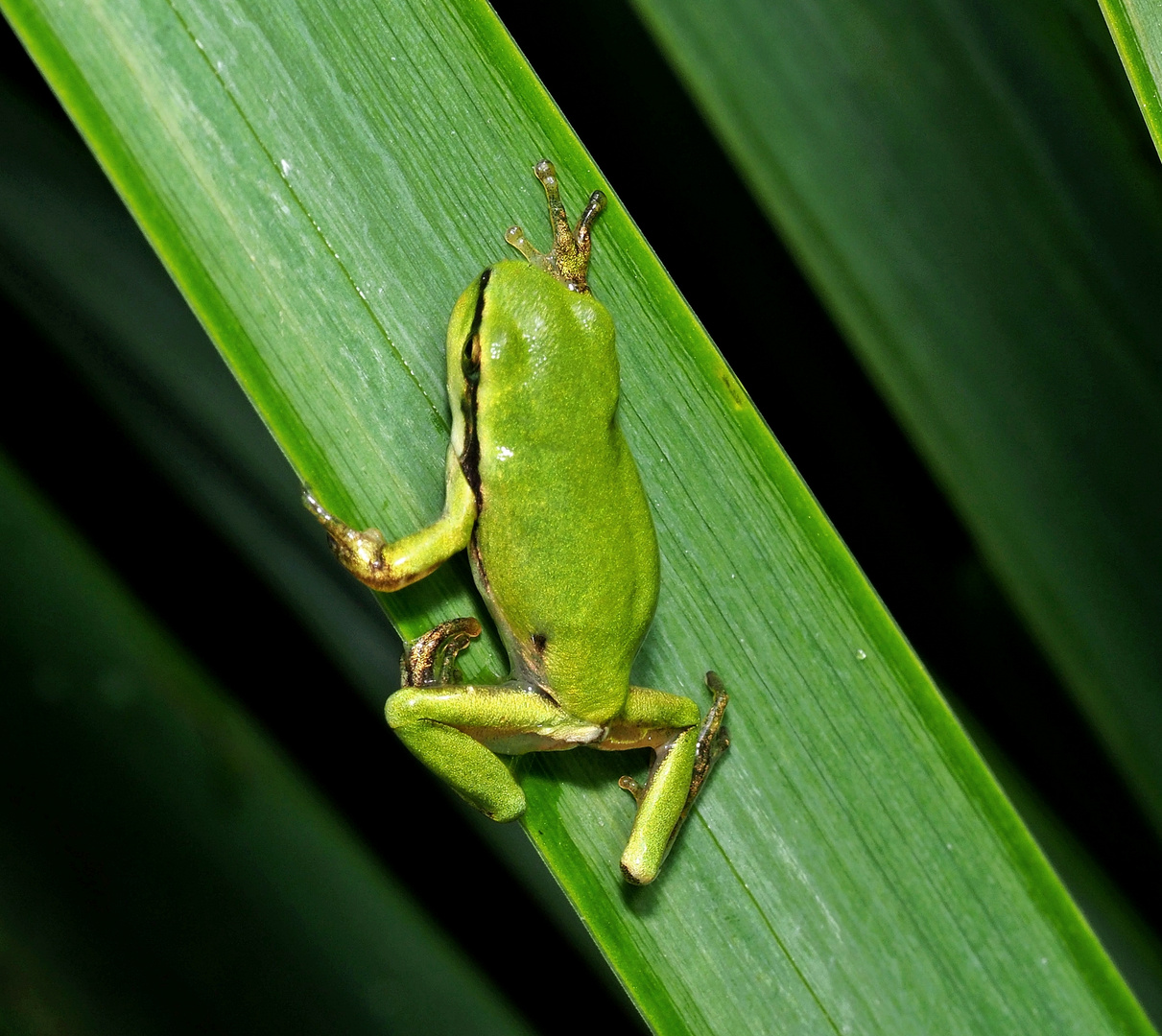 Europäischer Laubfrosch (Hyla arborea) Foto &amp; Bild | fotos, natur ...