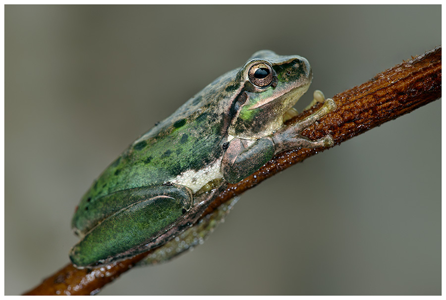 Europäischer Laubfrosch (Hyla arborea)