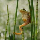 Europäischer Laubfrosch (Hyla arborea)