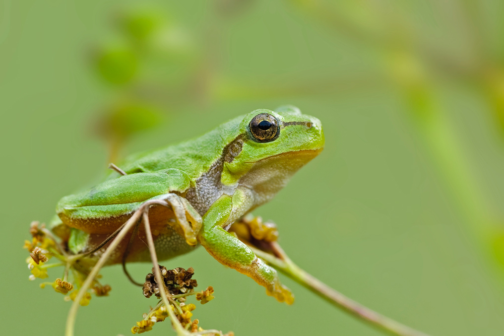 Europäischer Laubfrosch ( Hyla arborea )