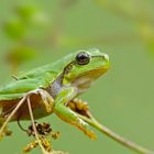 Europäischer Laubfrosch ( Hyla arborea )