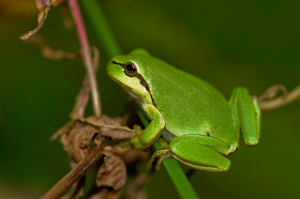 Europäischer Laubfrosch ( Hyla arborea )