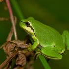 Europäischer Laubfrosch ( Hyla arborea )