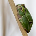 Europäischer Laubfrosch (Hyla arborea)