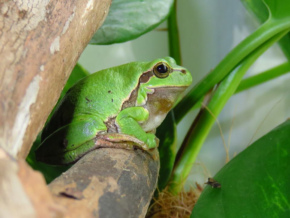 Europäischer Laubfrosch ( Hyla arborea arborea ) II