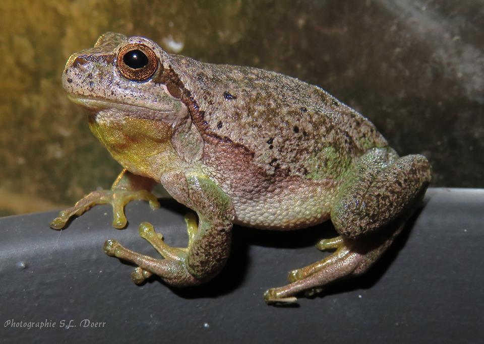 Europäischer Laubfrosch ( Hyla arborea arborea ), Männchen