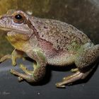 Europäischer Laubfrosch ( Hyla arborea arborea ), Männchen