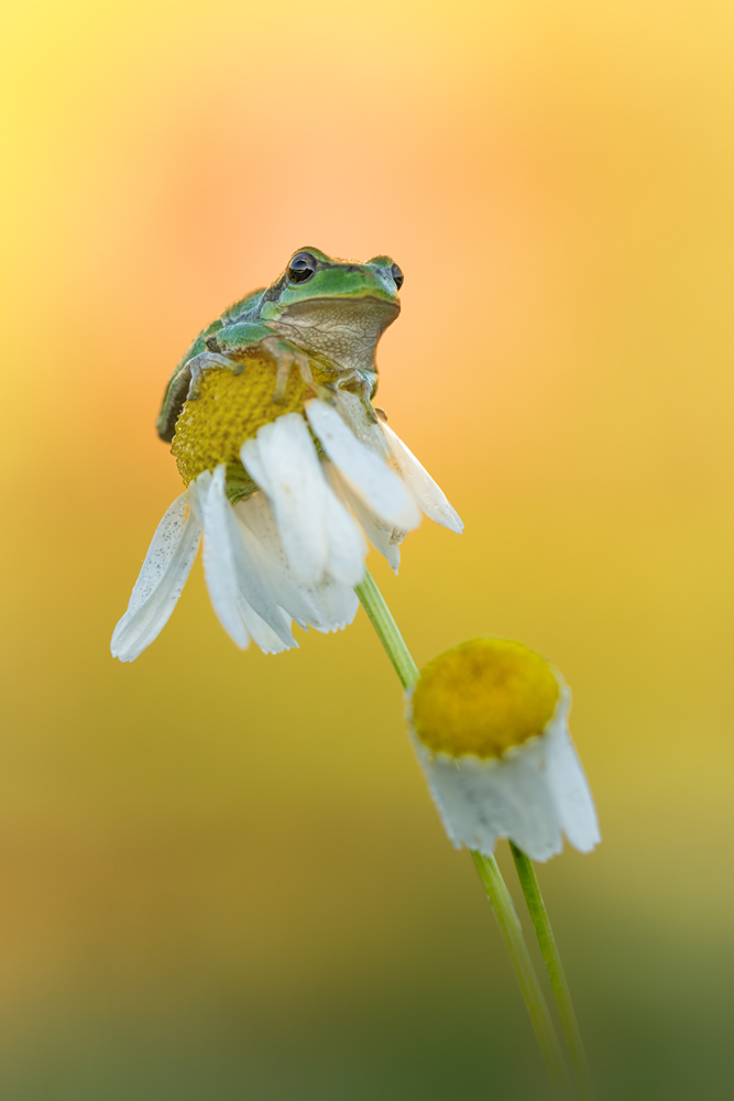 Europäischer Laubfrosch Hyla arborea