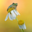 Europäischer Laubfrosch Hyla arborea