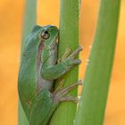 Europäischer Laubfrosch Hyla arborea 