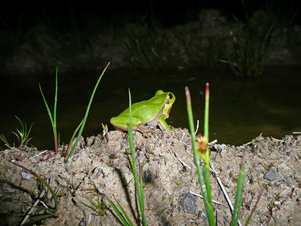 Europäischer Laubfrosch (Hyla arborea)