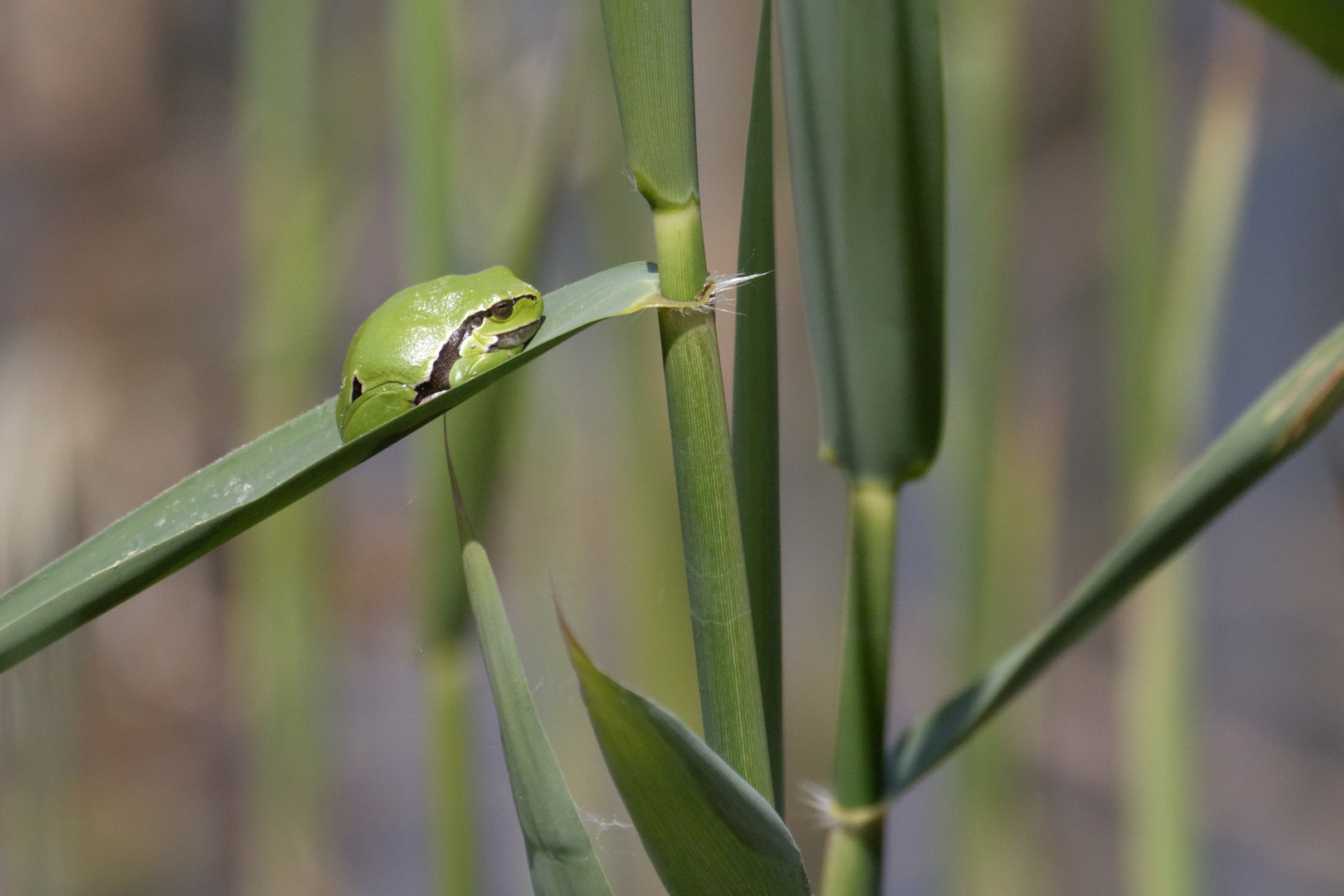 Europäischer Laubfrosch (Hyla arborea)