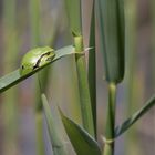 Europäischer Laubfrosch (Hyla arborea)