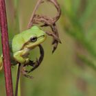 Europäischer Laubfrosch (Hyla arborea)