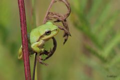 Europäischer Laubfrosch (Hyla arborea)