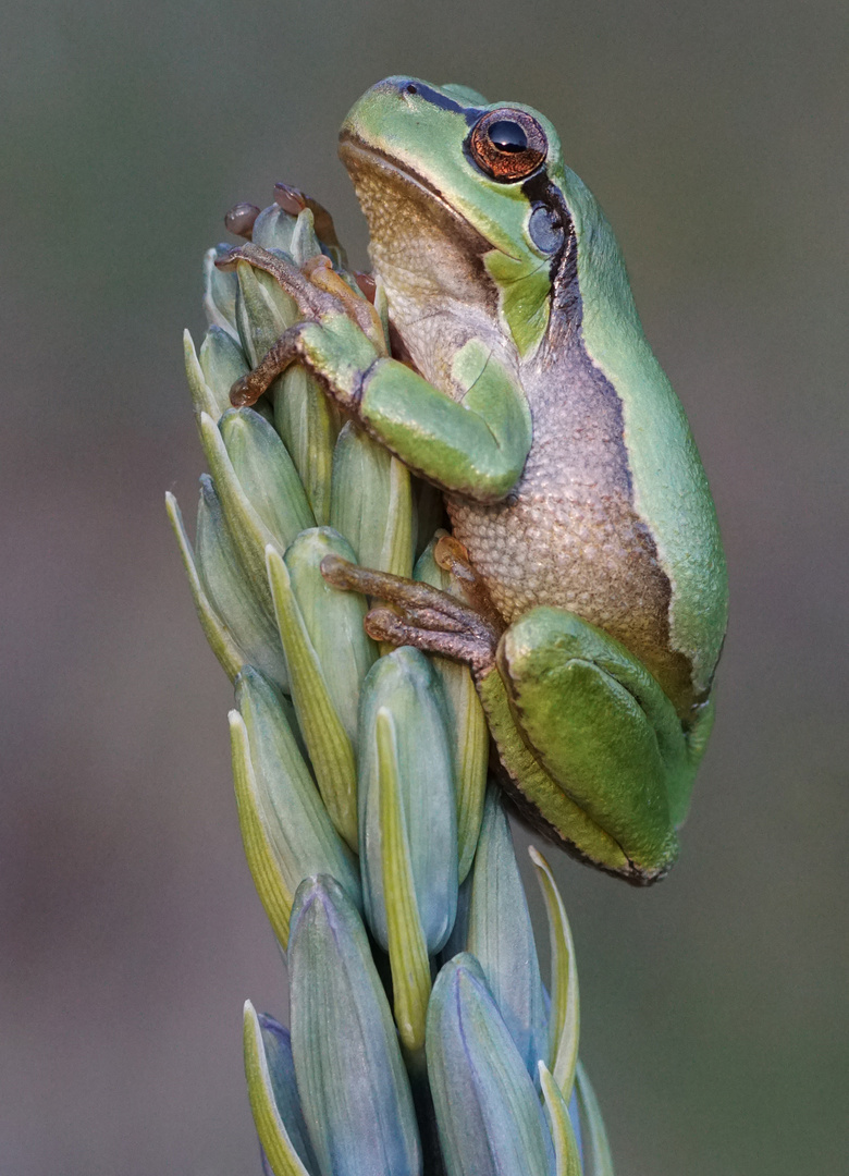 Europäischer Laubfrosch (Hyla arborea)