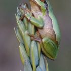 Europäischer Laubfrosch (Hyla arborea)