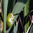 Europäischer Laubfrosch – (Hyla arborea LINNAEUS, 1758)