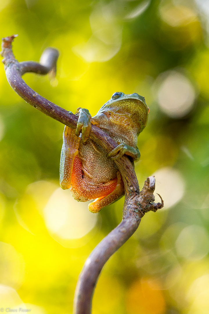 Europäischer Laubfrosch im Gegenlicht