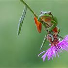 Europäischer Laubfrosch und Schwebfliege