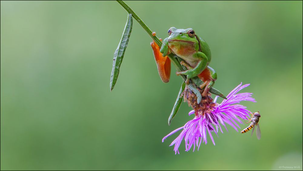 Europäischer Laubfrosch und Schwebfliege