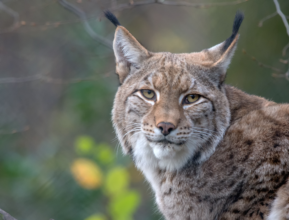 europäischer Luchs