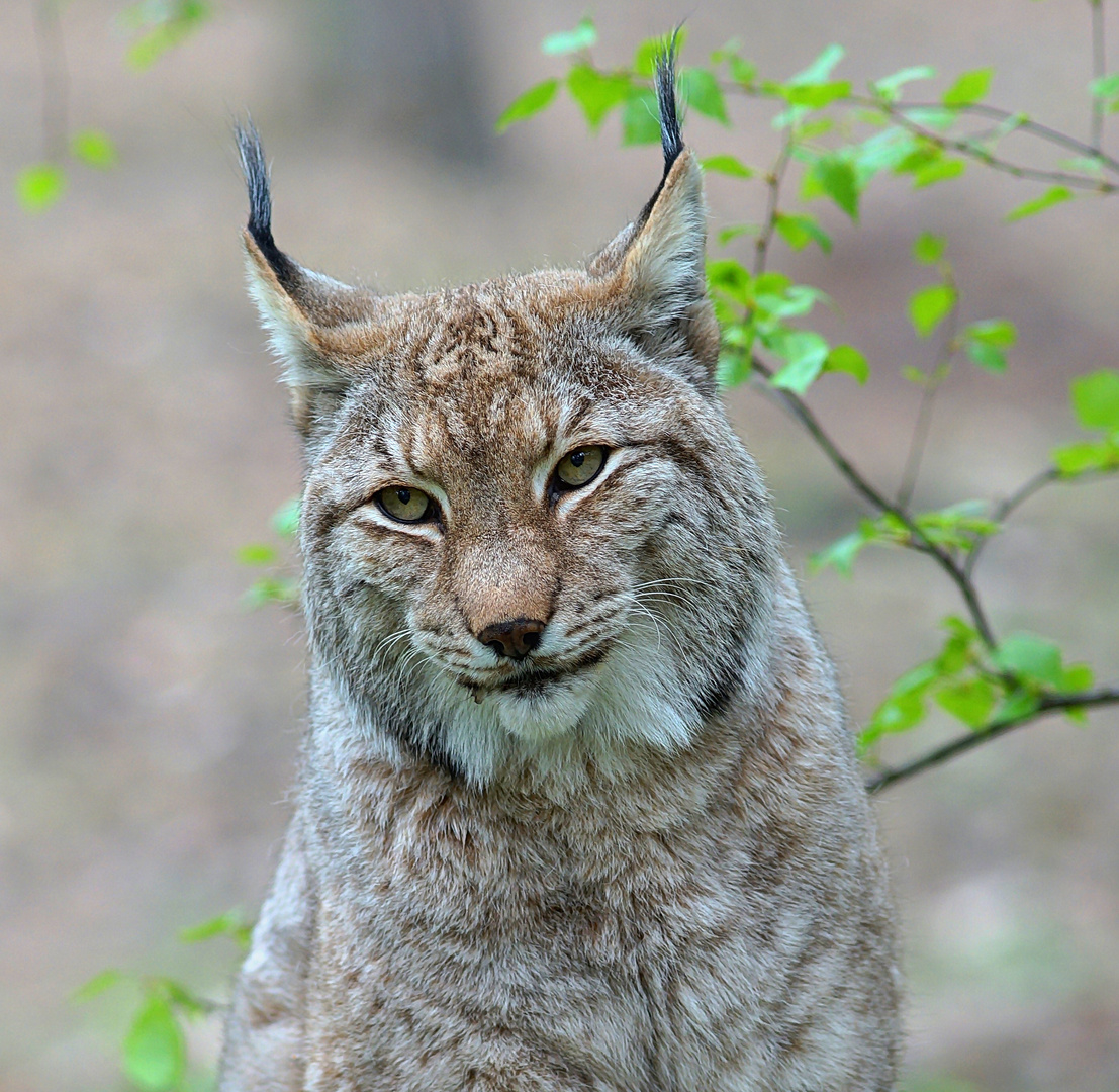 Europäischer Luchs