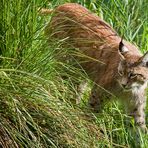 Europäischer Luchs 2