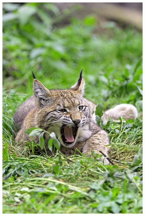 Europäischer Luchs (2)